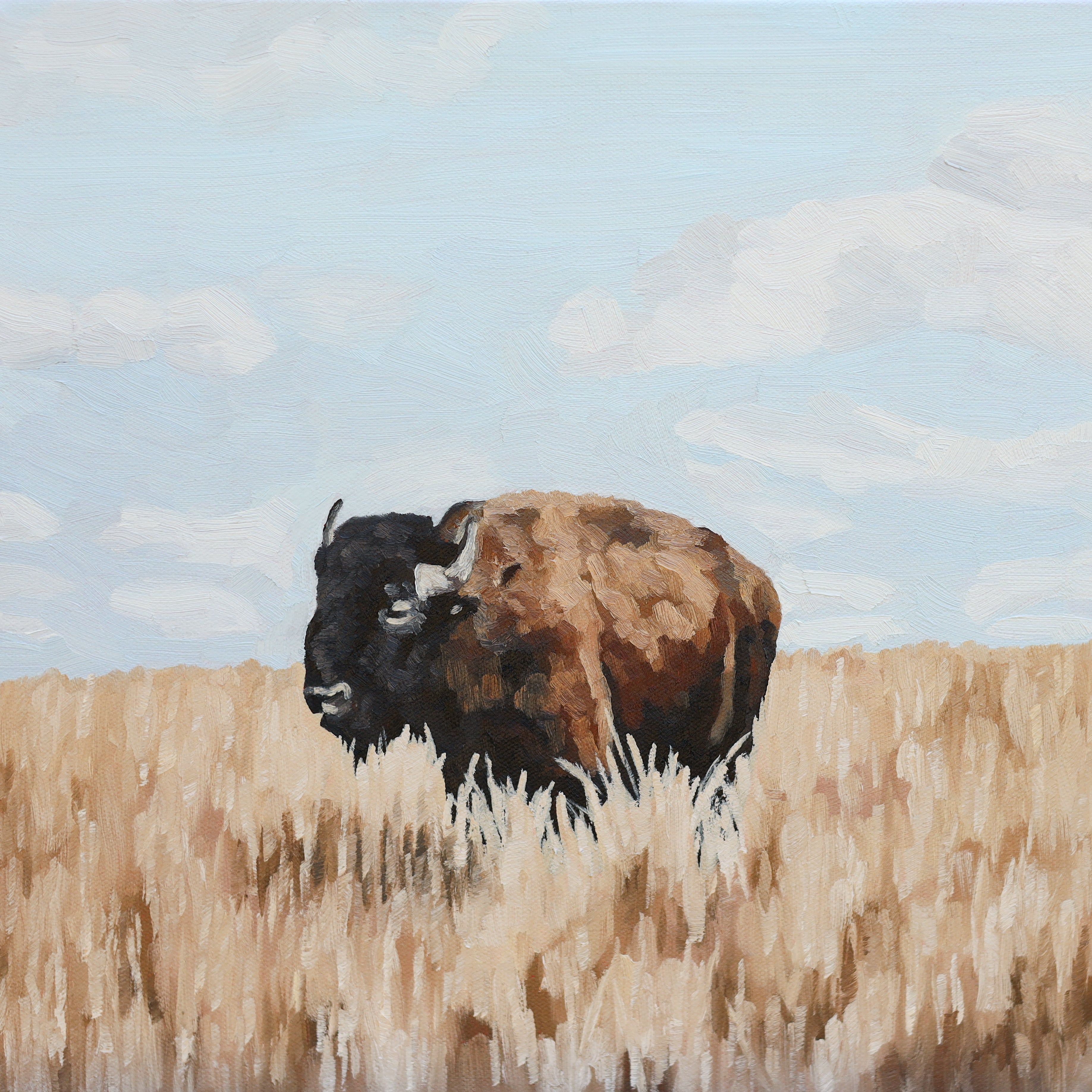 Where the Buffalo Roam (Original)